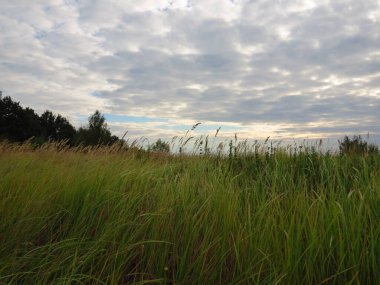 Yeşil çimenler, ağaçlar, ağaçtaki yapraklar, kırsaldaki çimlerde sonbahar, gökte bulutlar, sonbaharda bulutlar. Yeşil çimenler, Çimenler Ülkesinde, Alice bir partide,...) IGuaNAvDonE:..., Sesler ve kahkahalar duyabilirsiniz,