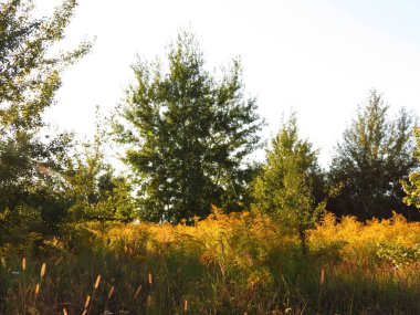 Yeşil çimenler, ağaçlar, ağaçtaki yapraklar, kırsaldaki çimlerde sonbahar, gökte bulutlar, sonbaharda bulutlar. Yeşil çimenler, Çimenler Ülkesinde, Alice bir partide,...) IGuaNAvDonE:..., Sesler ve kahkahalar duyabilirsiniz,