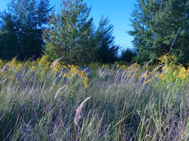 Yeşil çimenler. Kırsalda sonbahar. Alice otları ziyaret ediyor..