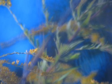 Yeşil çimenler, ağaçlar, ağaçtaki yapraklar, kırsaldaki çimlerde sonbahar, gökte bulutlar, sonbaharda bulutlar. Yeşil çimenler, Çimenler Ülkesinde, Alice bir partide,...) IGuaNAvDonE:..., Sesler ve kahkahalar duyabilirsiniz,