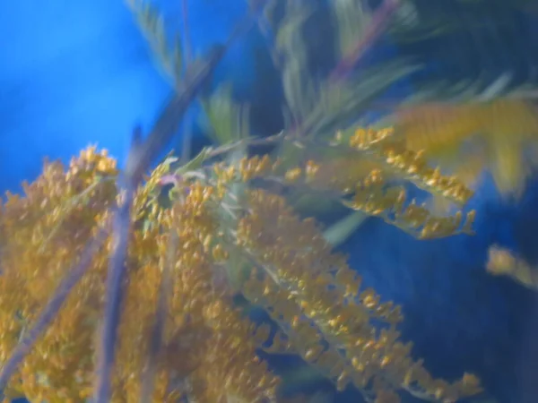 Groene Gras Bomen Loof Aan Een Boom Herfst Het Gras — Stockfoto