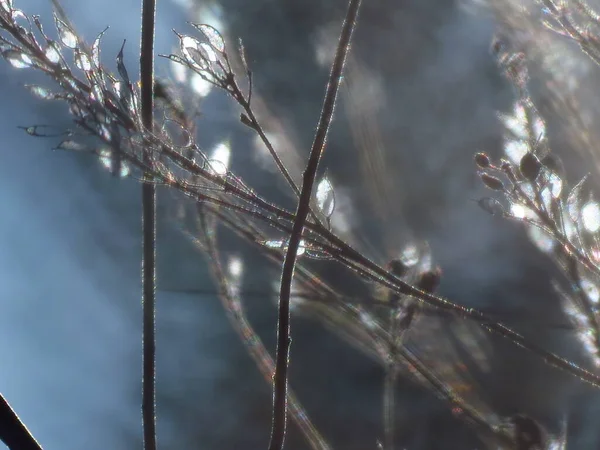 Grama Verde Árvores Folhagem Uma Árvore Outono Grama País Nuvens — Fotografia de Stock