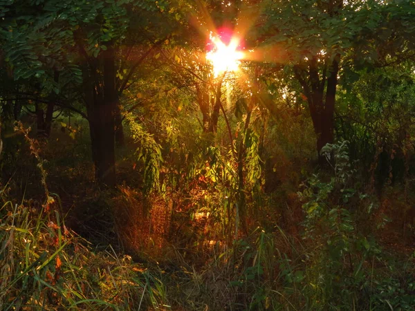 Sonnenuntergang Sonne Gras Alice Land Des Grases Besuch Mit Den — Stockfoto