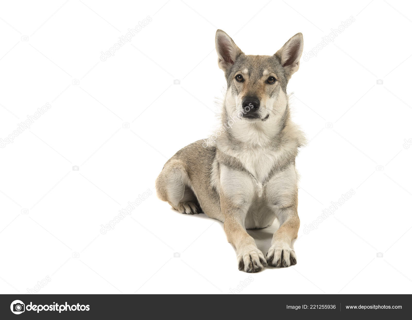 Ebon Blade Tamaskan Dog For Sale Near Me Wolfdog Tamaskan