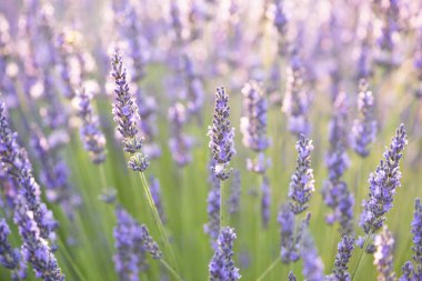 Lavanta çiçekleri parlak yaz sayaç güneş ışığı ile closeup