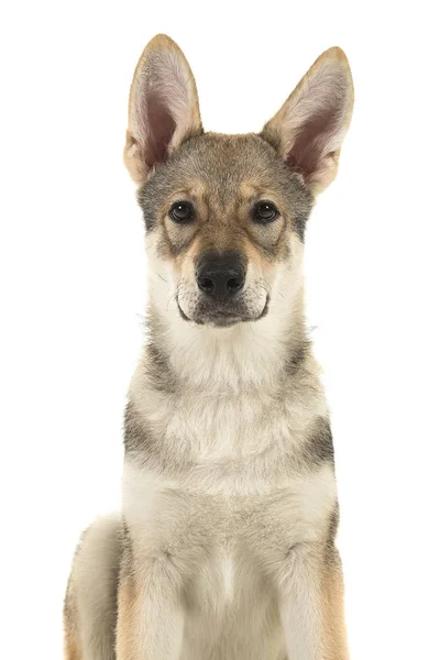Porträt Eines Tamaskan Mischlingshundes Der Auf Weißem Hintergrund Mit Geschlossenem — Stockfoto