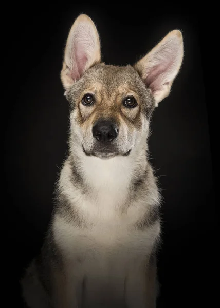 Tamaskan Pyppy 狗的肖像看在黑色背景的相机 — 图库照片
