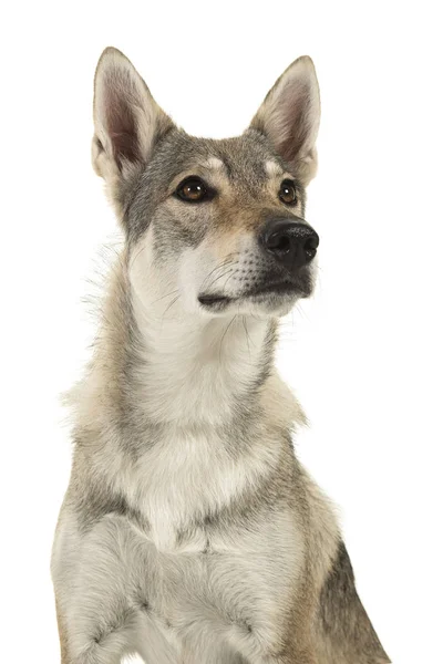 Πορτρέτο Ενός Σκύλου Υβριδικό Θηλυκό Tamaskan Κοιτώντας Ψηλά Απομονωθεί Λευκό — Φωτογραφία Αρχείου