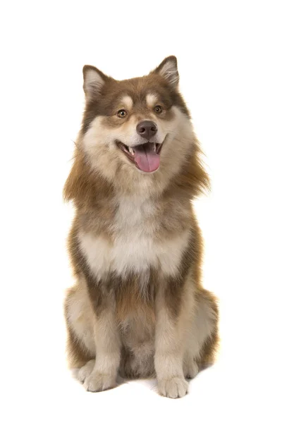 Lapphund Finlandés Sentado Mirando Cámara Aislada Sobre Fondo Blanco — Foto de Stock