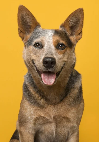 Retrato Cão Gado Australiano Bonito Sorrindo Com Boca Aberta Olhando — Fotografia de Stock