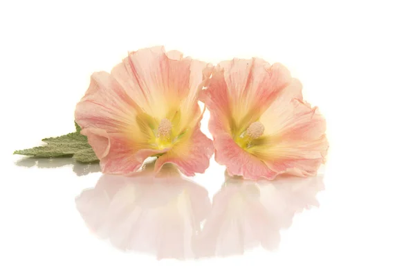 Δύο Κεφάλια Λουλουδιών Ζεφ Ξαπλωμένος Λευκό Φόντο Αντανάκλαση — Φωτογραφία Αρχείου