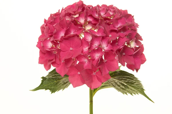 Roze Hortensia Bloem Geïsoleerd Een Witte Achtergrond — Stockfoto