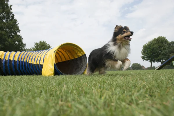 Black Shetland Sheepdog Running Out Agility Tunnel Seen Low Angle — Stock Photo, Image