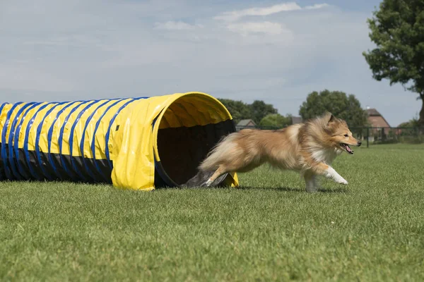 Shetland Sheepdog Running Out Agility Tunnel Speed Sunny Day Seen — Stock Photo, Image