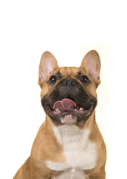 Retrato Bulldog Francés Sonriendo Con Boca Abierta Mirando Hacia Arriba — Foto de Stock