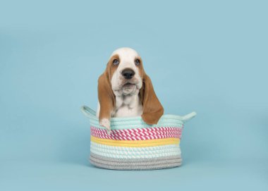 Mavi bir arka plan üzerinde renkli sepet içinde şirin basset tazı köpek yavrusu