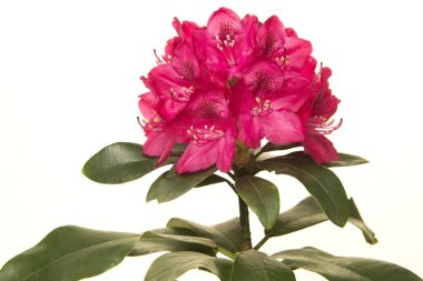 Beyaz bir arka plan üzerinde izole yeşil yaprakları ile pembe ormangülü çiçek