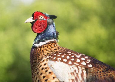 Erkek sülün portre doğal bir arka tarafında görüldü