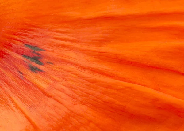背景的红色罂粟叶的完整帧特写纹理 — 图库照片