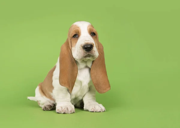 かわいいですバスセット猟犬子犬座っている緑の背景 — ストック写真