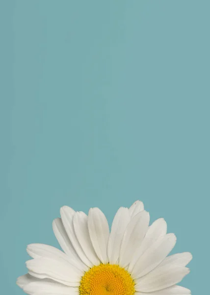 Рожева Квіткова Голова Синьому Фоні — стокове фото