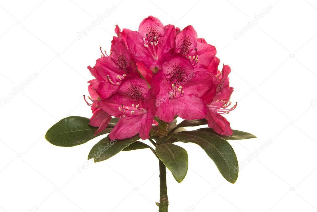 Pink rhodondendron flower on a white background