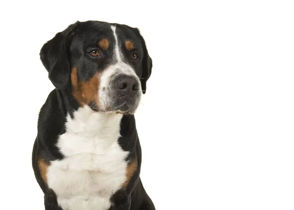 Retrato Gran Perro Montaña Suizo Mirando Hacia Otro Lado Aislado —  Fotos de Stock