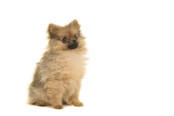 Pomeranian 강아지를 측면에서 배경에 — 스톡 사진