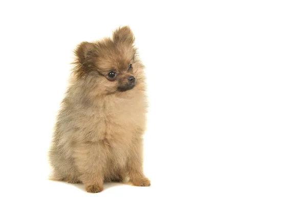 Pomeranian Valp Hund Sitter Isolerad Vit Bakgrund Sett Från Sidan — Stockfoto