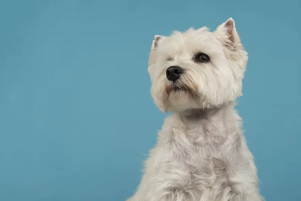 Portret West Highland White Terrier Lub Pies Westie Patrząc Niebieskim — Zdjęcie stockowe