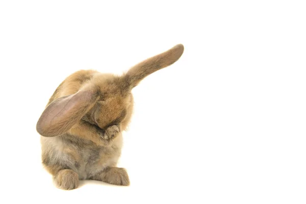 Lindo Conejo Joven Marrón Visto Desde Propio Aseo Delantero Escondiendo —  Fotos de Stock