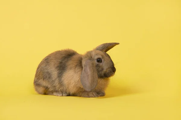 Coelho Bonito Visto Lado Fundo Amarelo — Fotografia de Stock