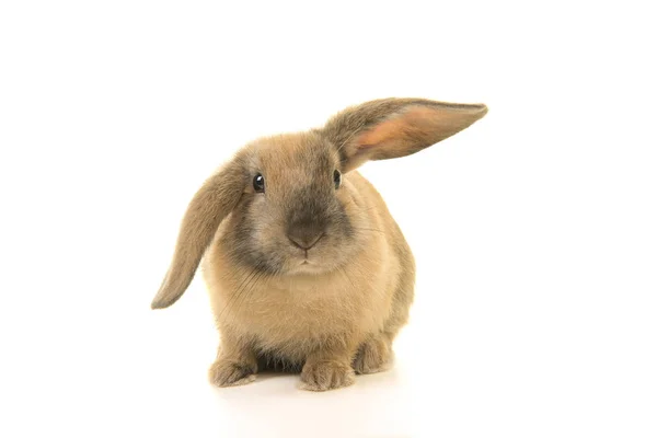 Lindo Conejo Joven Marrón Visto Desde Frente Aislado Sobre Fondo —  Fotos de Stock