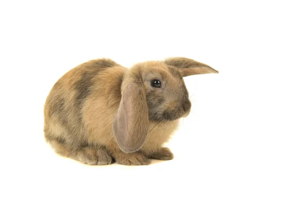 Симпатичный Коричневый Молодой Кролик Видимый Стороны Изолированный Белом Фоне — стоковое фото