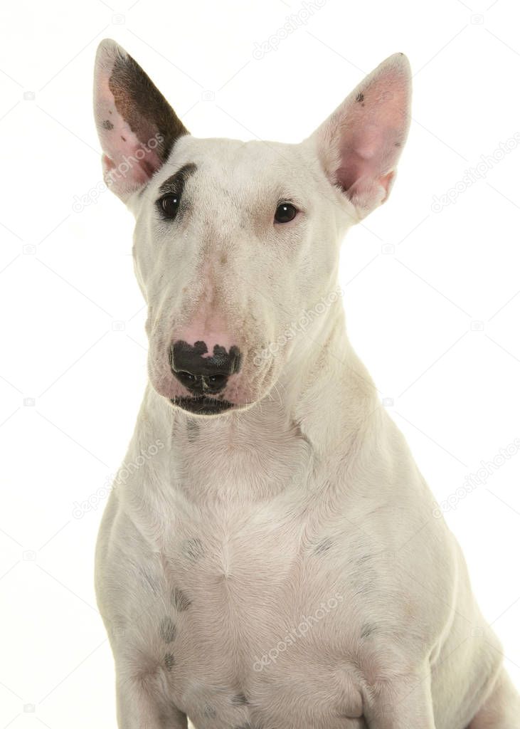 Cute bull terrier portrait looking at camera seen from the front isolated on a white background