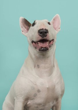 Şirin bir boğa korkunç bir mavi turkuaz arka plan üzerinde ararken portresi