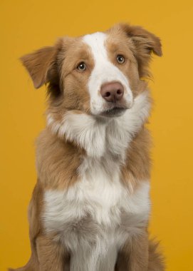 Ağız bir sarı zemin üzerine kırmızı kenar kömür ocağı köpek portresi karşılaşmasına kapalı