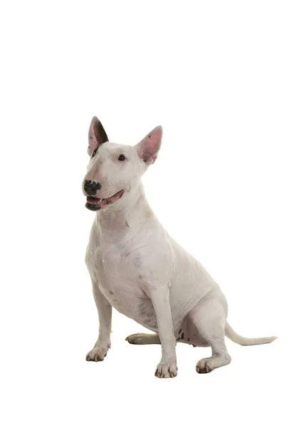 Sitting Bull Terrier Looking Seen Side Isolated White Background — Stock Photo, Image