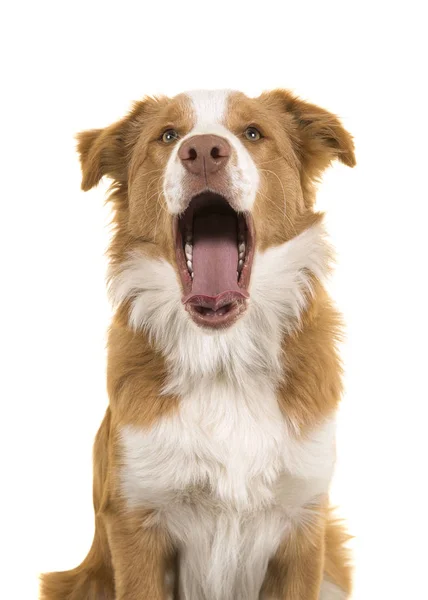 Portrait Red Border Collie Dog Yawning Looking Isolated White Background — 스톡 사진