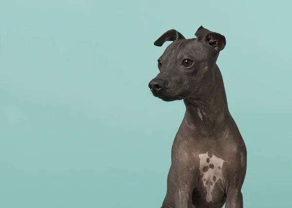 Retrato American Hairless Terrier Olhando Para Fundo Azul Turquesa — Fotografia de Stock