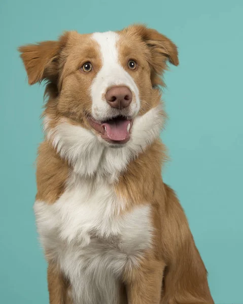 Retrato Cão Collie Borda Vermelha Olhando Para Longe Com Boca — Fotografia de Stock