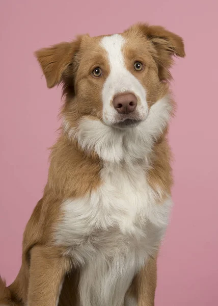 红色边境牧羊犬狗的肖像看着在粉红色背景的相机 — 图库照片