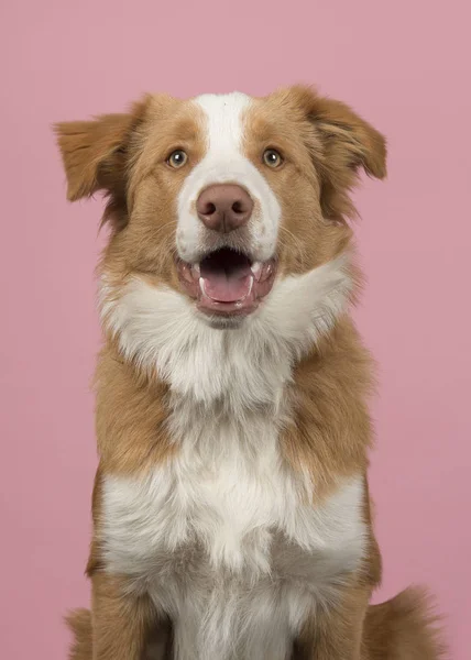 口を開くとピンクの背景に赤いボーダーコリー犬の肖像画 — ストック写真