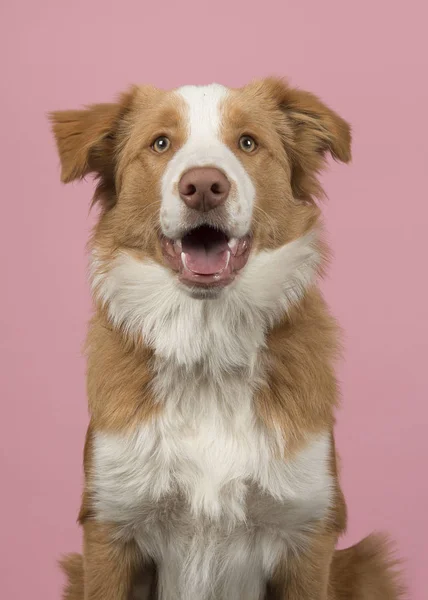 Retrato Cão Collie Borda Vermelha Fundo Rosa Com Boca Aberta — Fotografia de Stock