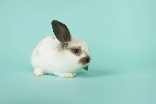 Милый Молодой Кролик Сидит Синем Фоне — стоковое фото