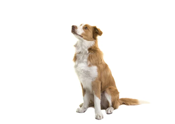 Συνεδρίαση Κόκκινα Σύνορα Ποιμενικού Σκύλου Σκύλος Κοιτώντας Ψηλά Λευκό Φόντο — Φωτογραφία Αρχείου