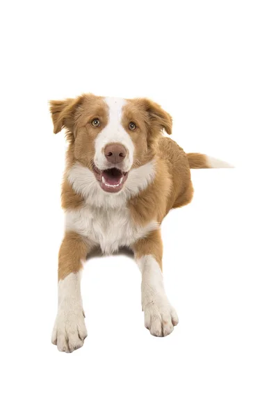 Roter Border Collie Hund Liegen Schaut Die Kamera Aus Der — Stockfoto