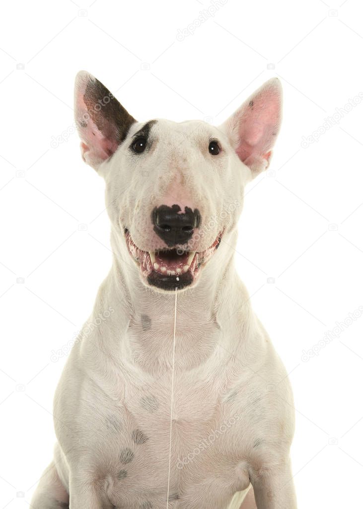 Portrait of a cute bull terrier looking at the camera drooling and smiling seen from the front isolated on a white background