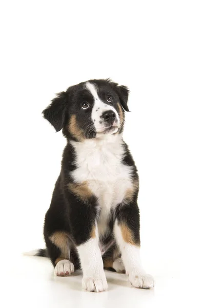 Cute Australian Shepherd Puppy Sitting Looking Isolated White Background Vertical — Stock Photo, Image