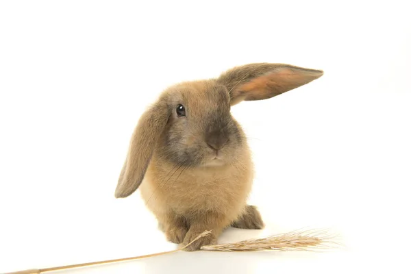 Милый Коричневый Молодой Кролик Замеченный Спереди Пшеничным Шлемом Белом Фоне — стоковое фото